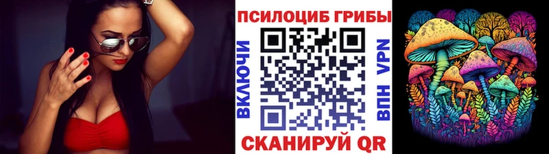 Псилоцибиновые грибы Psilocybe  где продают   Чернушка 