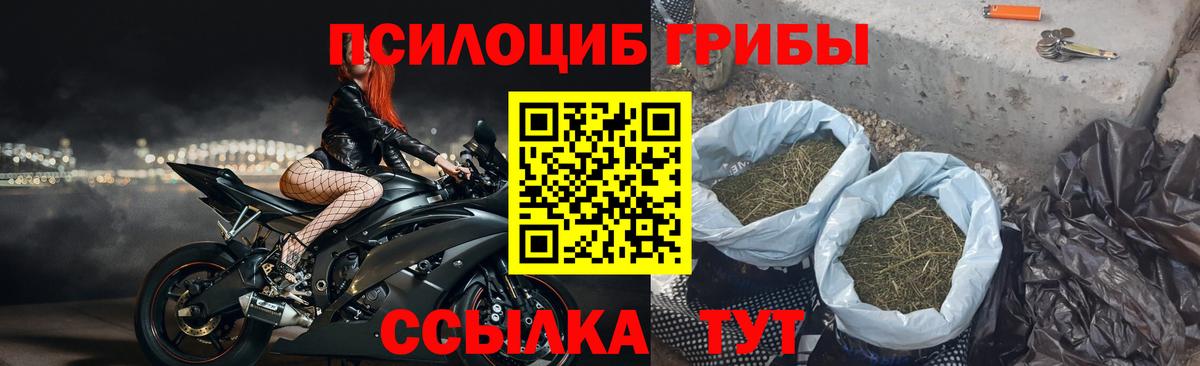 Псилоцибиновые грибы прущие грибы Чернушка